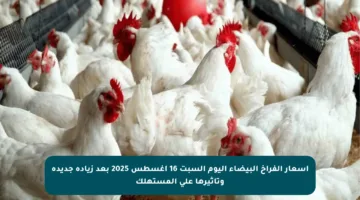 أسعار الفراخ البيضاء اليوم السبت 16 أغسطس 2025 بعد زيادة جديدة وتأثيرها على المستهلك
